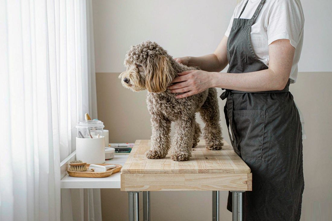 A groomer working with a small dog in a bright, uncluttered salon